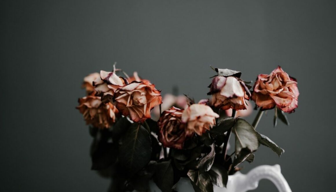 annie-spratt-LsP6HM-ghcg-unsplash annie-spratt-LsP6HM-ghcg-unsplash