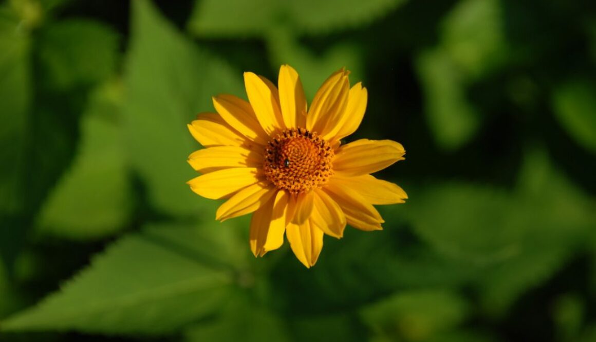 Storck_Blume